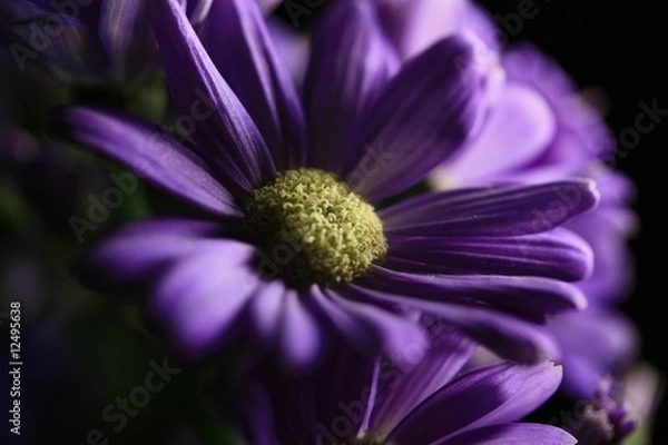 Obraz バイオレット