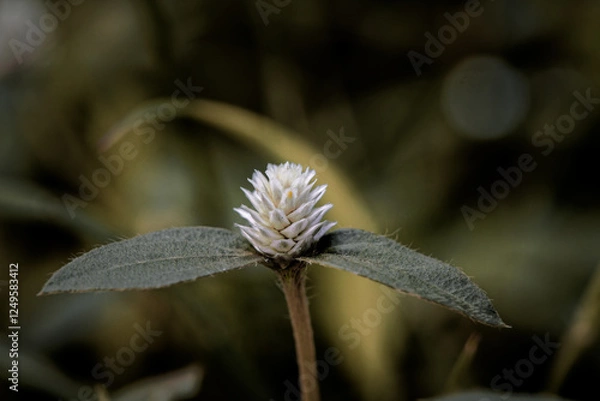 Fototapeta Prostrate Globe Amaranth, flower in bloom