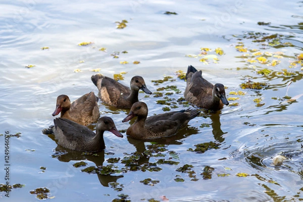Fototapeta Brazilian Teal in the city park lake.	