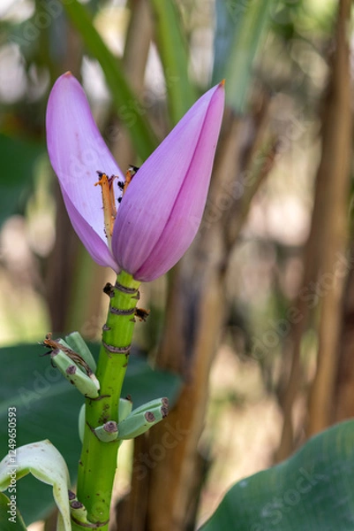 Fototapeta Flower and Fruits of Musa Ornata – The Exotic Beauty of the Ornamental Banana.