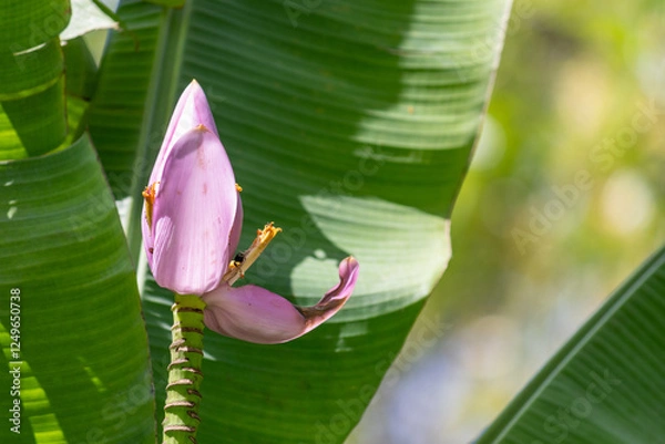 Fototapeta Flower and Fruits of Musa Ornata – The Exotic Beauty of the Ornamental Banana.