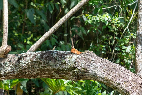 Fototapeta Narrow-billed Woodcreeper in its natural habitat.	