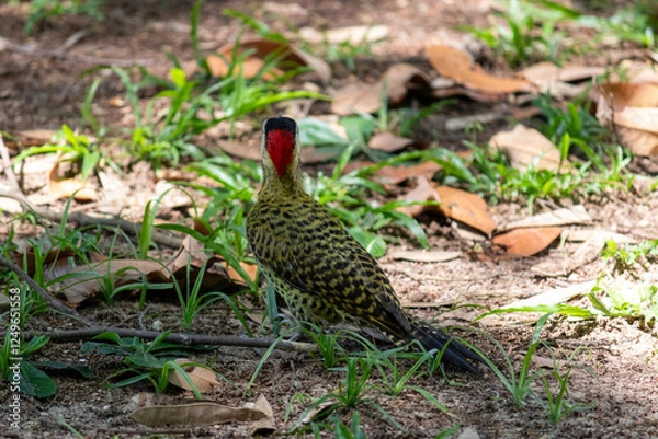 Fototapeta Green-barred Woodpecker (Colaptes melanochloros) in a natural environment.	