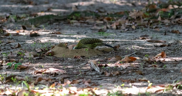 Fototapeta Green-barred Woodpecker (Colaptes melanochloros) in a natural environment.	