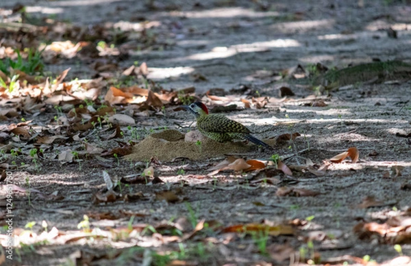 Fototapeta Green-barred Woodpecker (Colaptes melanochloros) in a natural environment.	