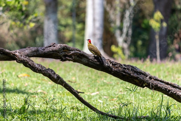 Fototapeta Green-barred Woodpecker (Colaptes melanochloros) in a natural environment.	