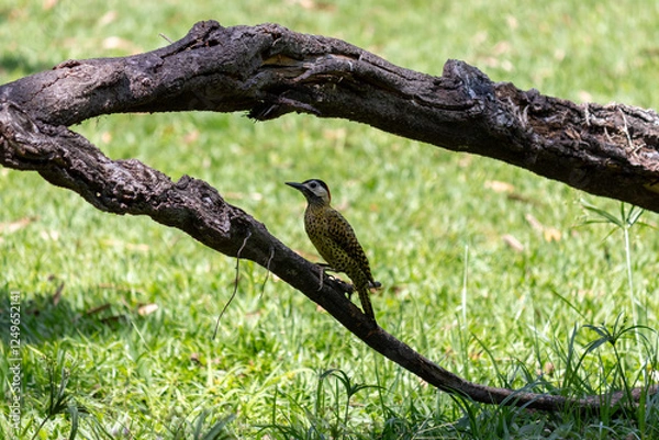 Fototapeta Green-barred Woodpecker (Colaptes melanochloros) in a natural environment.	