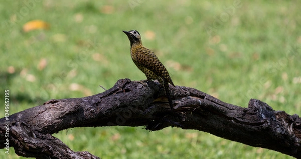 Fototapeta Green-barred Woodpecker (Colaptes melanochloros) in a natural environment.	