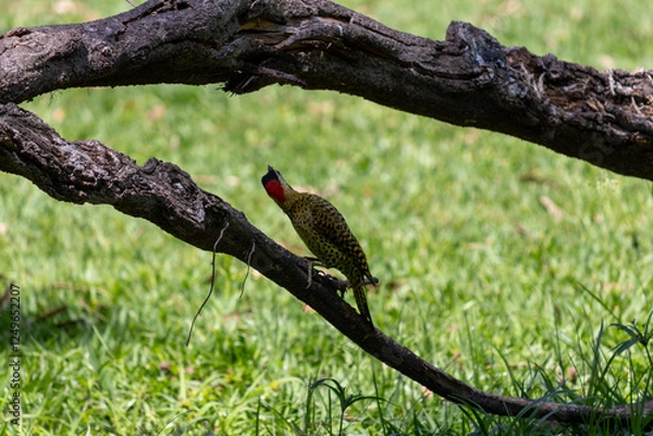Fototapeta Green-barred Woodpecker (Colaptes melanochloros) in a natural environment.	