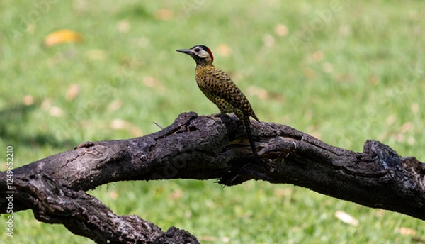 Fototapeta Green-barred Woodpecker (Colaptes melanochloros) in a natural environment.	