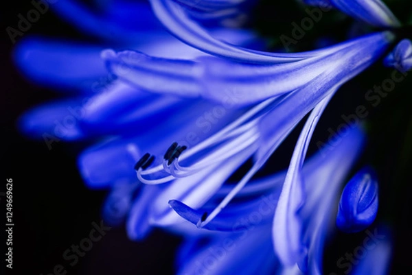 Fototapeta macro nature closeup of profile view of purple flower petals and center stamen