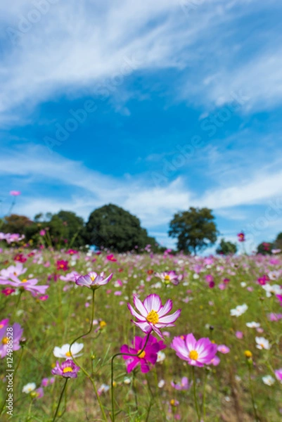 Fototapeta お花畑