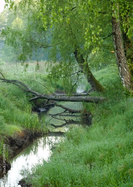 Obraz Poranek nad lesnym strumykiem wiosną