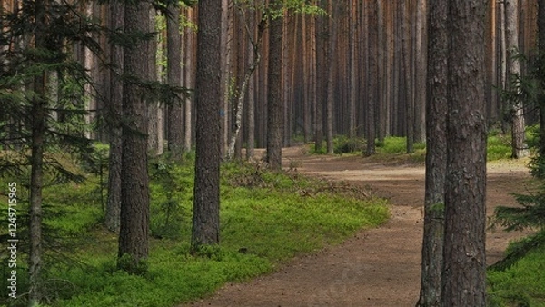 Obraz Beautiful spring forest in Roztocze, Podkarpacie