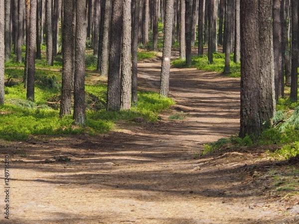 Obraz Beautiful spring forest in Roztocze, Podkarpacie