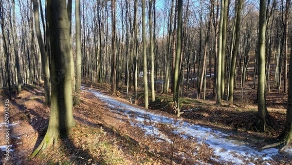 Obraz Gory Polskie i droga na Halicz Rozsypaniec w Bieszczadach