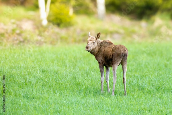 Fototapeta Moose calf in forest glade