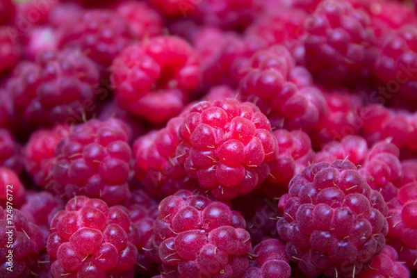 Obraz Ripe and beautiful raspberries - texture