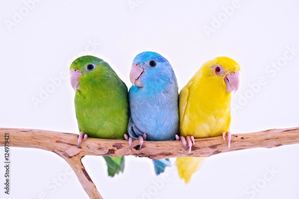 Obraz Pacific Parrot