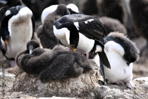 Obraz Imperial Cormorant with chick in nest Leucocarbo atriceps