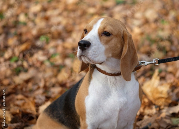 Fototapeta Портрет собаки породы бигль на прогулке в осеннем лесу с желтой листвой