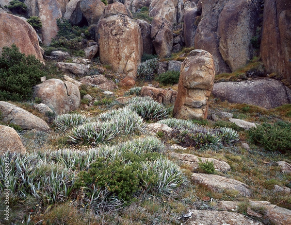 Fototapeta Boulders the result of dolerite intrusion and erosion on Mount wellington