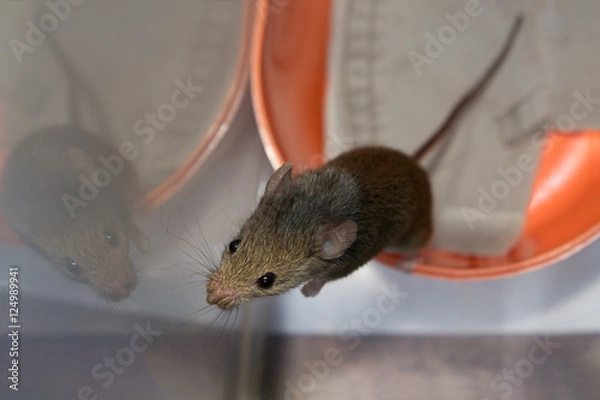 Obraz A mouse on its hind legs