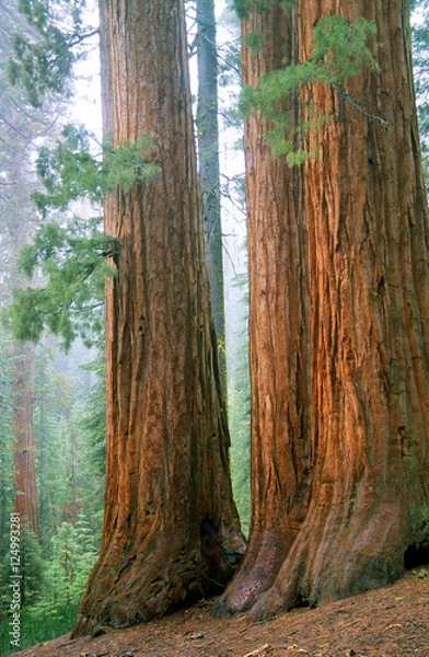 Fototapeta sequoia trio