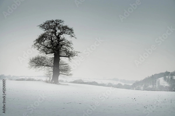 Fototapeta Snow, Tree and Mist