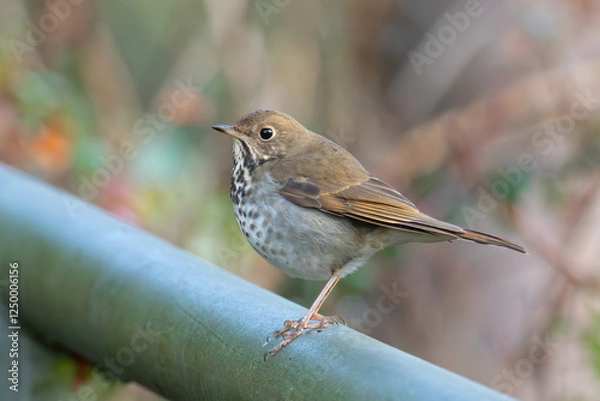 Fototapeta Hermit Thrush Carefully Surveys Surroundings