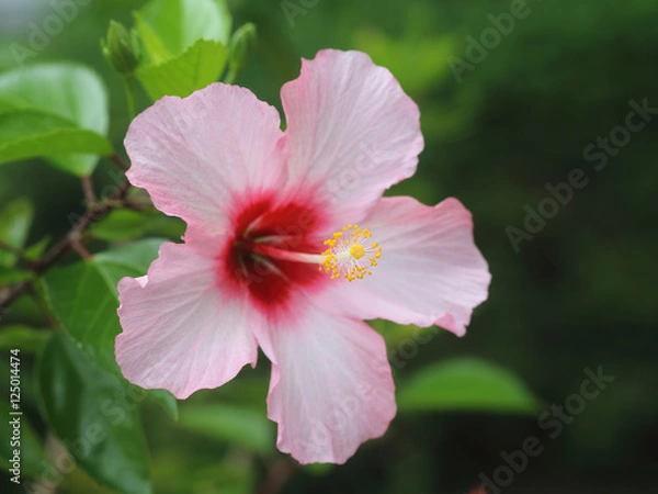 Obraz ハイビスカス　ピンクの花 