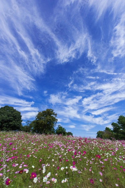 Fototapeta 幻想的な雲と秋桜