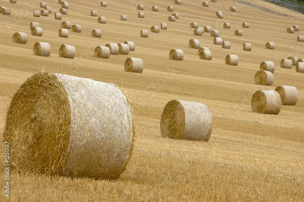 Obraz rolls of hay