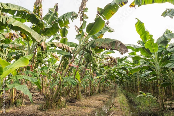Obraz banana plantations