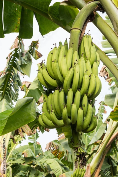 Obraz Kluai Hom thong