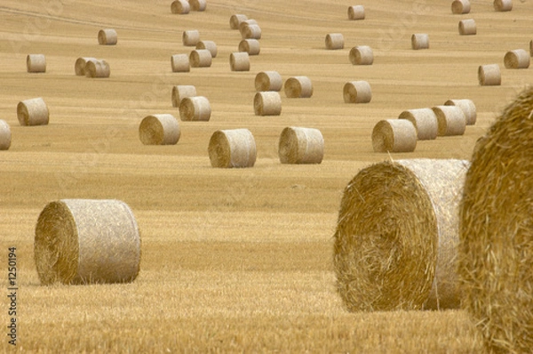 Obraz rolls of hay