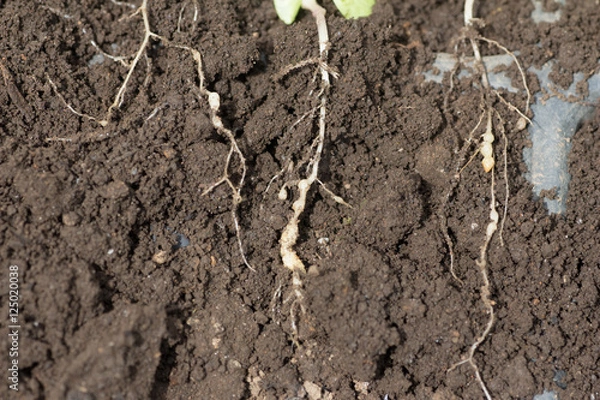Obraz Roots invadeded by Plasmodiophora