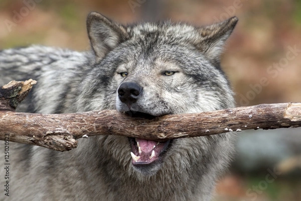 Obraz Gray Wolf whith a stick