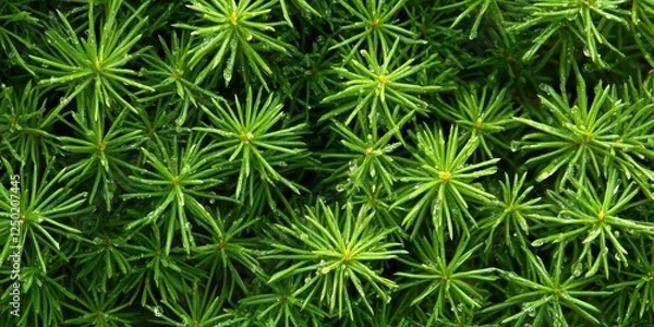 Obraz Lush Green Pine Needles with Dew Drops, Close-Up