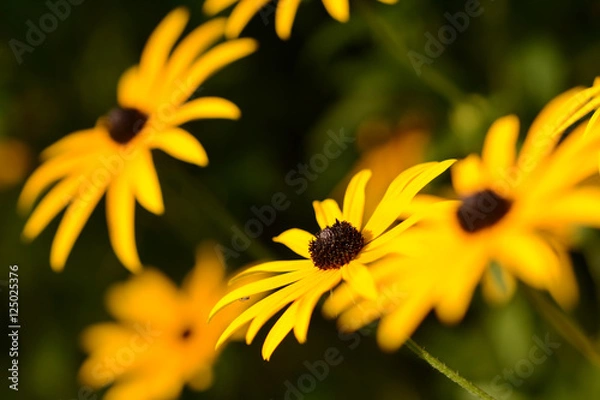 Fototapeta rabata żółtych rudbekii na zielonym tle