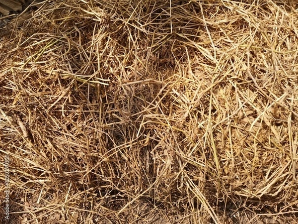 Obraz Dry grass