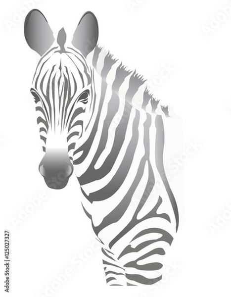 Obraz Zebra