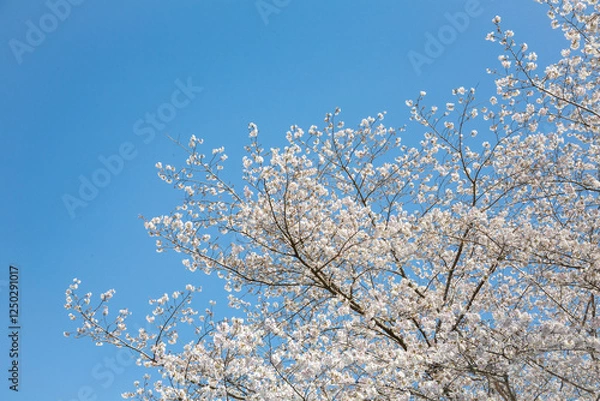 Fototapeta 青空を背景に満開の桜

