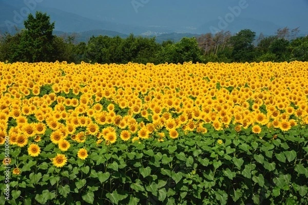 Fototapeta 明野のひまわり畑