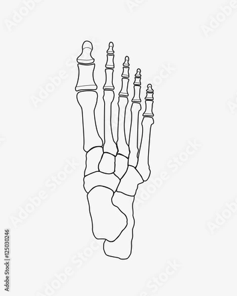 Obraz foot bones