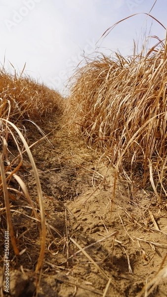 Obraz dry grass in the field
