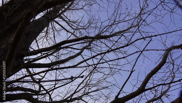 Fototapeta tree in the sky