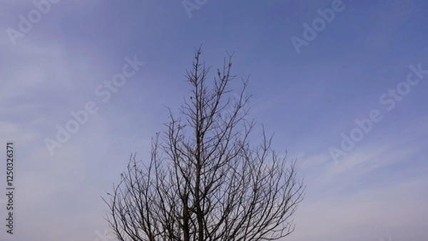 Fototapeta tree in the sky