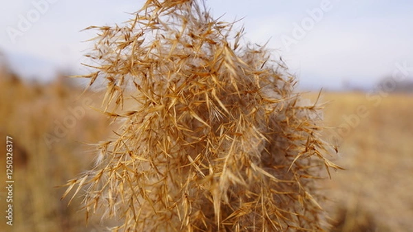 Obraz dry grass in the wind