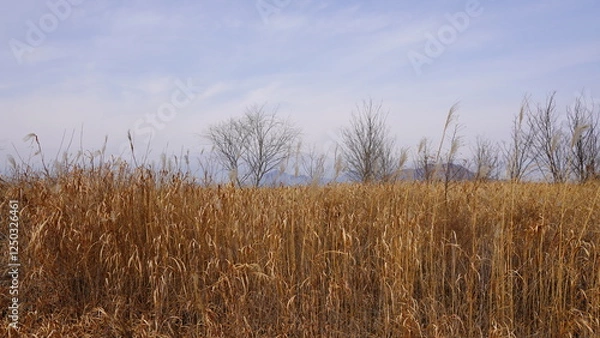 Fototapeta grass and sky